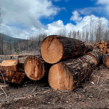 Logs from Oregon